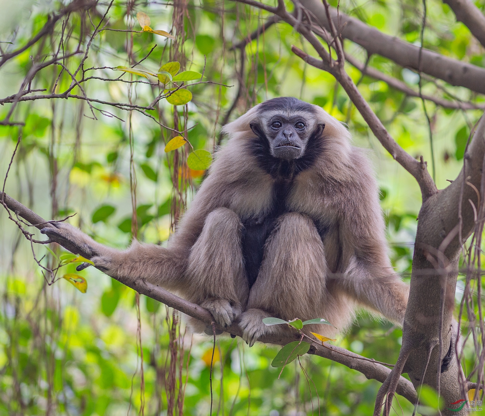 西部白眉长臂猿