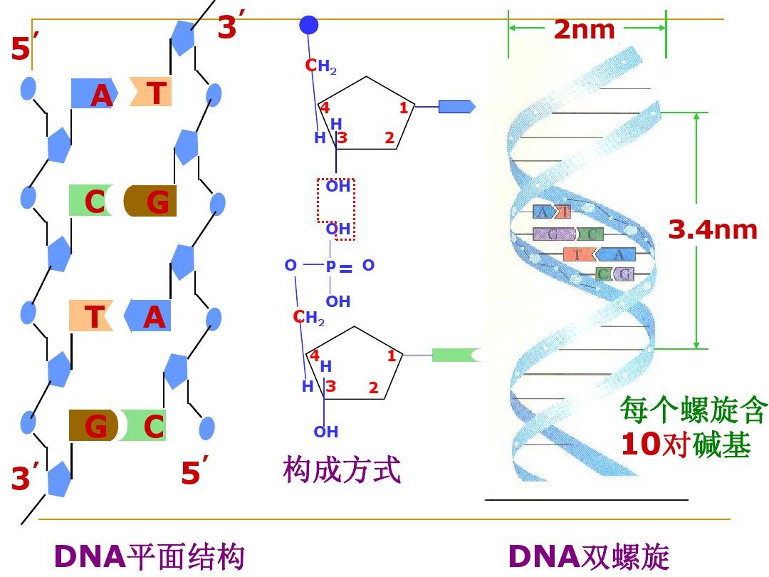 双链dna