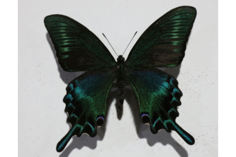 绿带燕凤蝶翠绿亚种