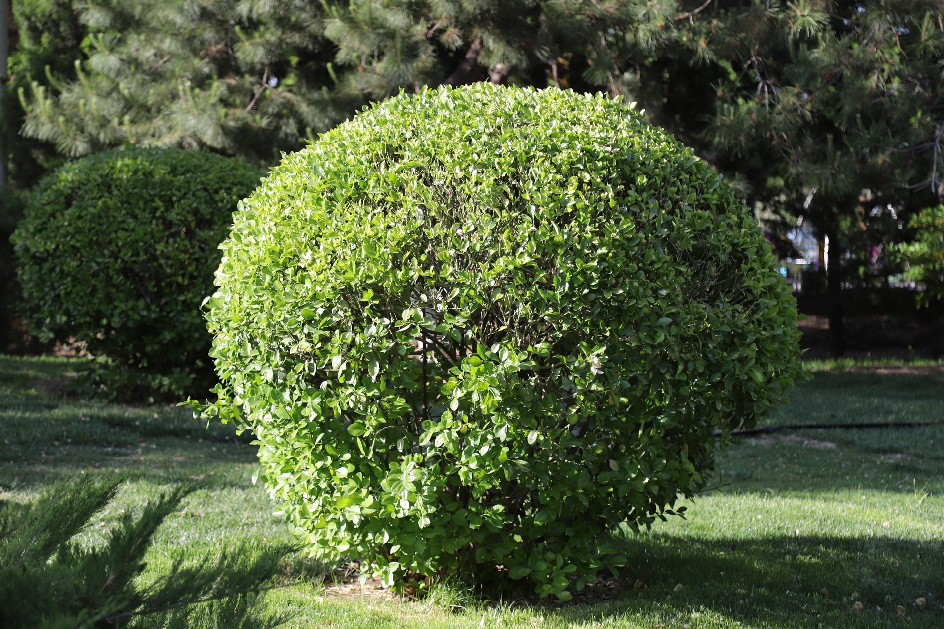  p data-id="ta9flyy66olp">冬青卫矛( i>euonymus japonicus /i>