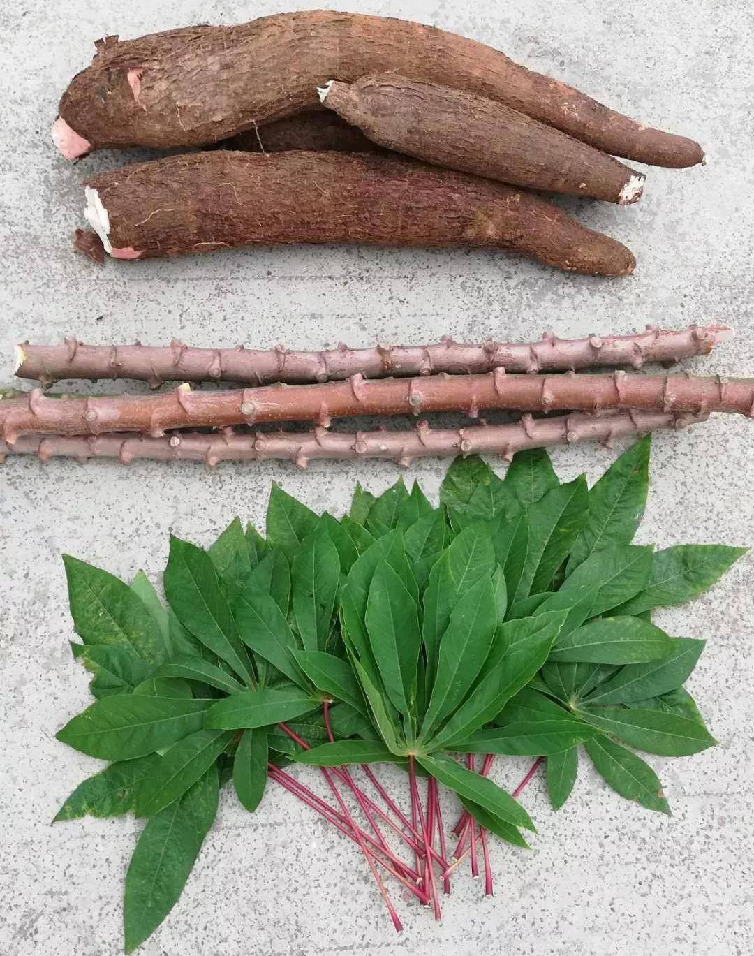 木薯