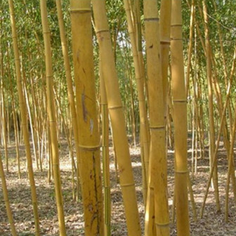 金竹（禾本科刚竹属植物）_百度百科