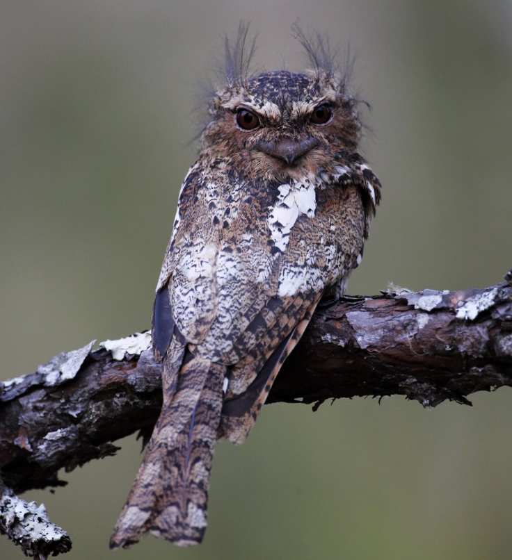  p data-id="gn2wxm5ktn">黑顶蛙口夜鹰(学名: i>batrachostomus