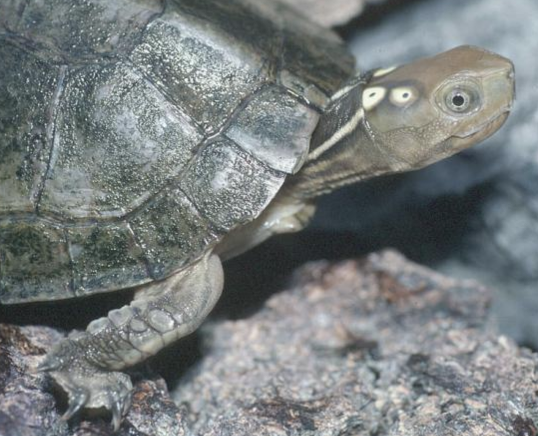  p>四眼斑水龟(学名: i>sacalia quadriocellata /i>)是龟科,眼斑水龟