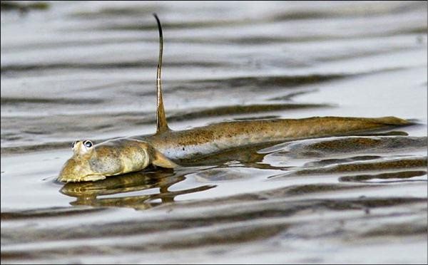  p>青弹涂鱼, i>scartelaos histophorus /i> i>  /i>(valenciennes