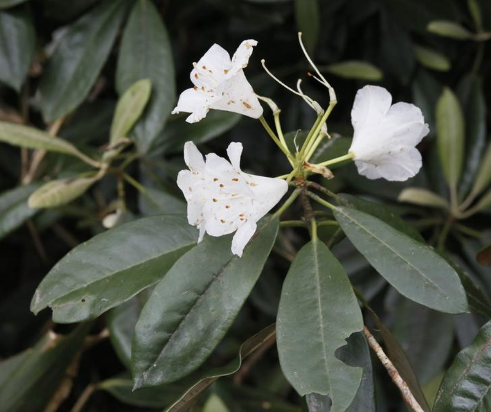  p>猴头杜鹃(学名: i>rhododendron simiarum /i> hance)是杜鹃花科