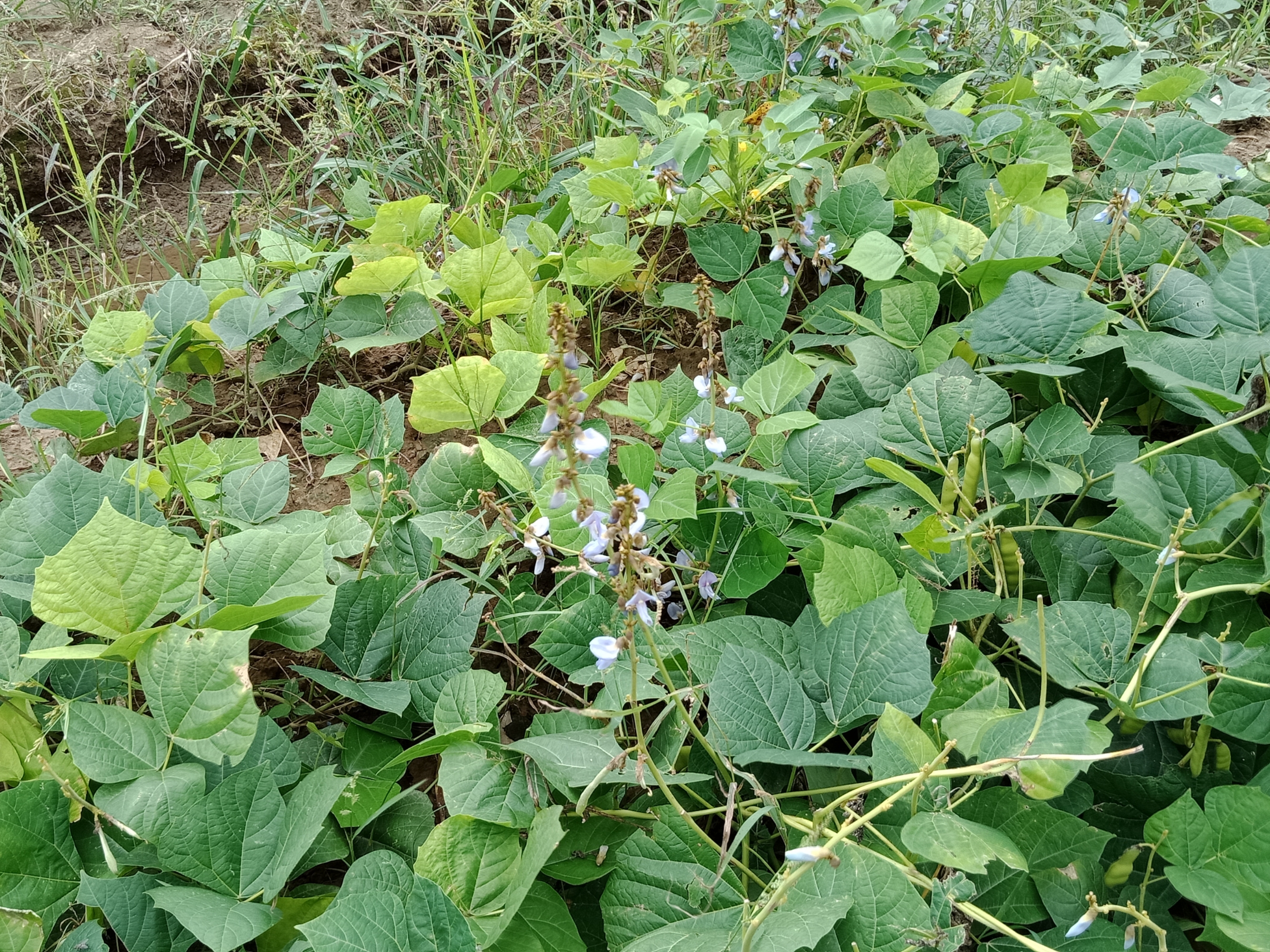 豆薯