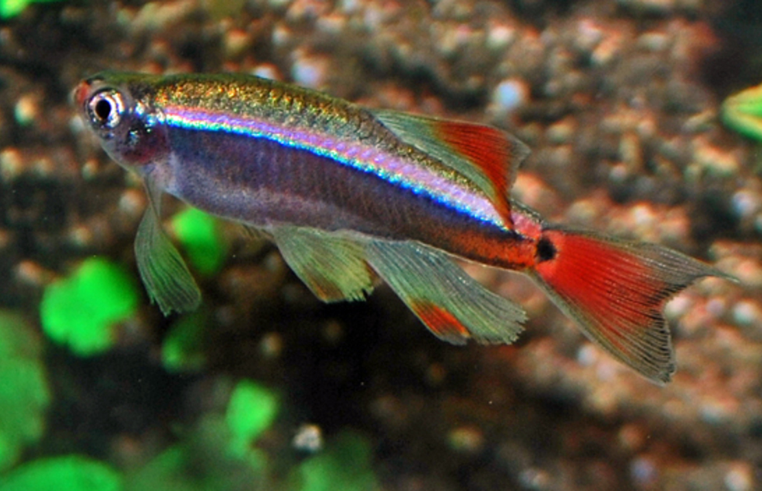 tanichthys albonubes