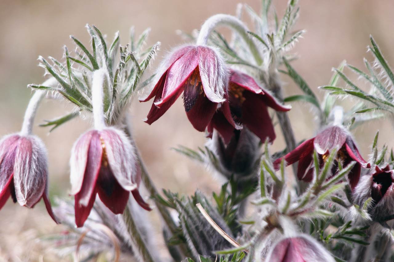  p>朝鲜白头翁(学名: i>pulsatilla cernua /i> (thunb.) bercht.