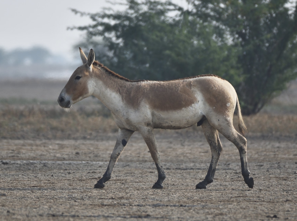  p>印度野驴( i>equus hemionus khur /i>):是马科,马属动物"亚洲野驴