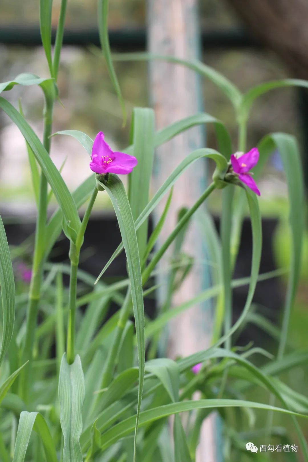紫露草tradescantia Ohiensis 百科ta说