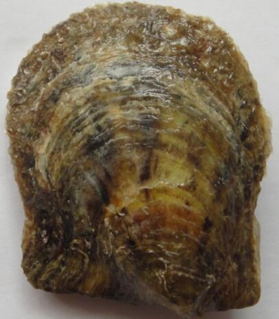 ="gn3sga76nx"> a target="_blank" href="/item/合浦珠母贝/7721069"