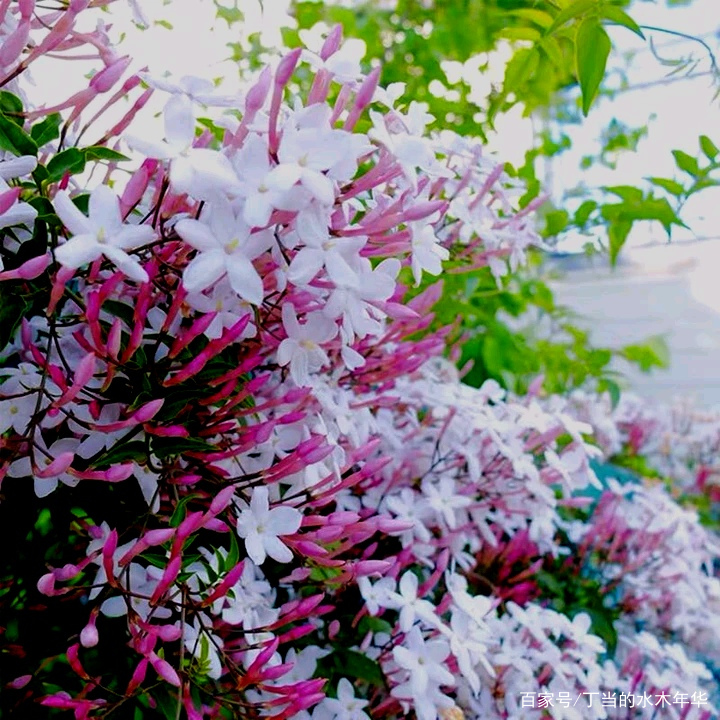 一种唯美的粉色藤本植物 印度尼西亚的国花 素馨花 百科ta说