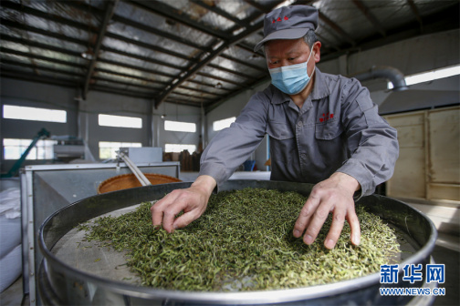 红茶（山茶科山茶属的一种）_百度百科
