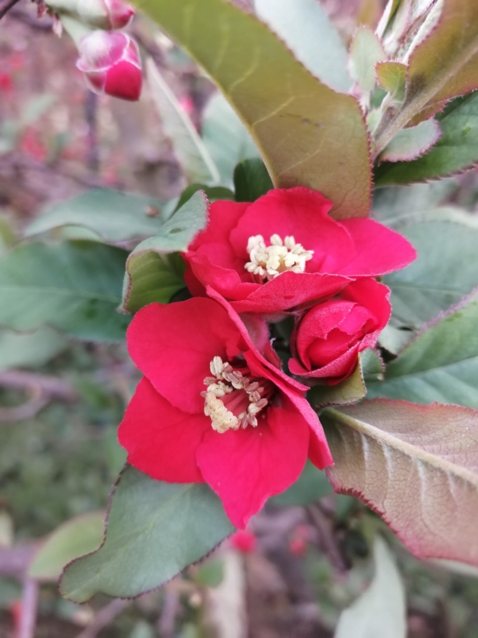 日本海棠无性系1号