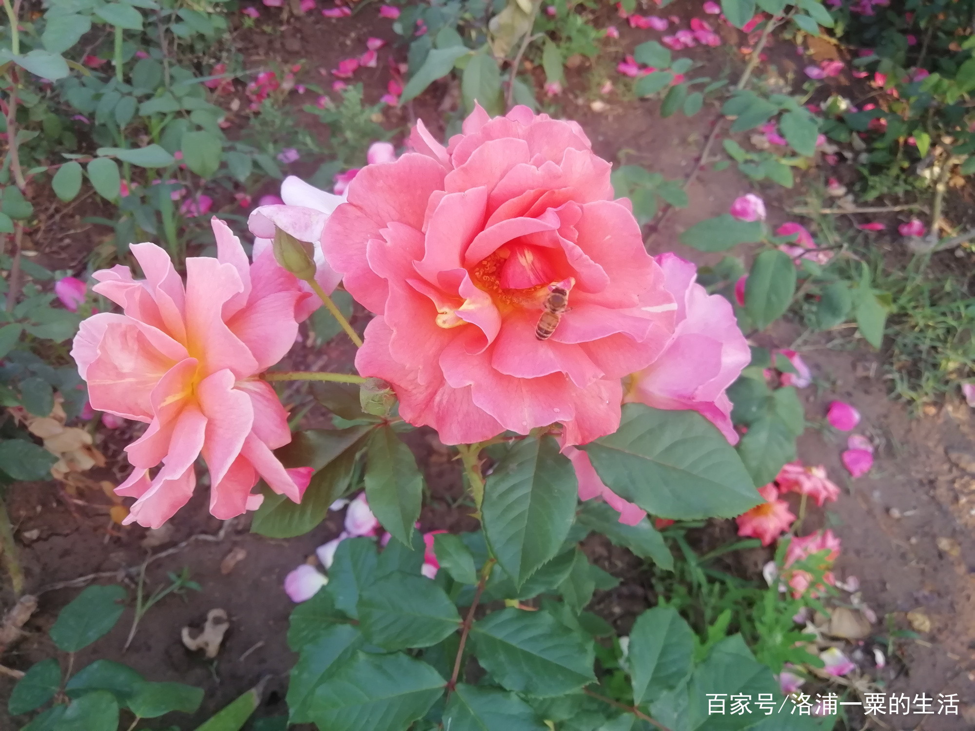 各种百花美图简介锦集_百科TA说