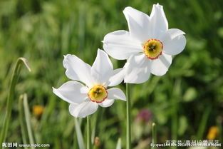 水仙花期控制方法 百科ta说