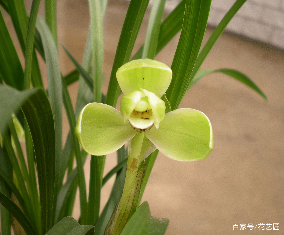 春兰梅瓣名品 兰香浓郁 花型正格 花期极长 是养花首选 百科ta说