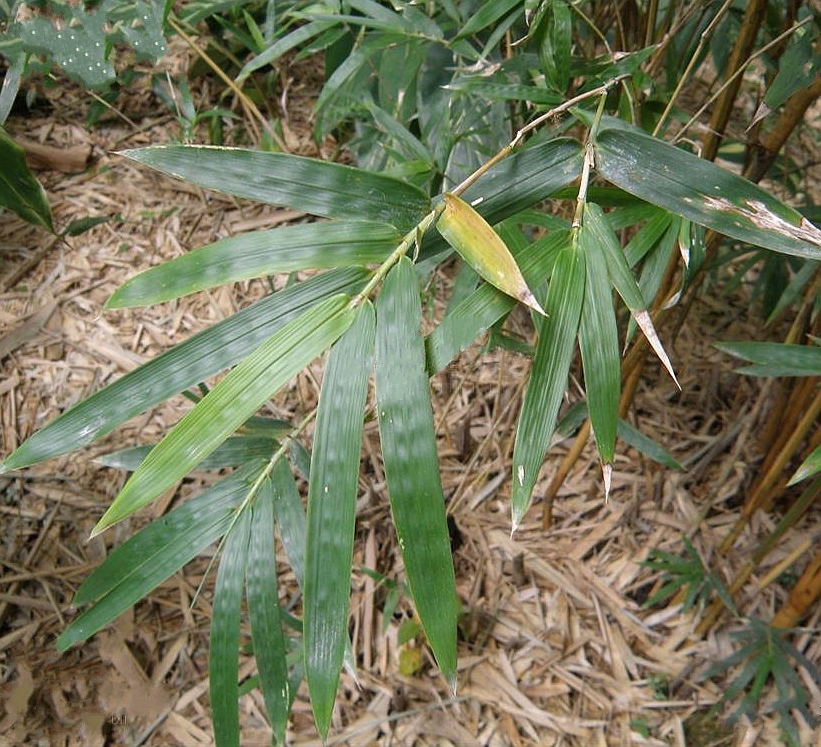  p>沙罗单竹(学名: i>schizostachyum funghomii /i> mcclure)是禾本