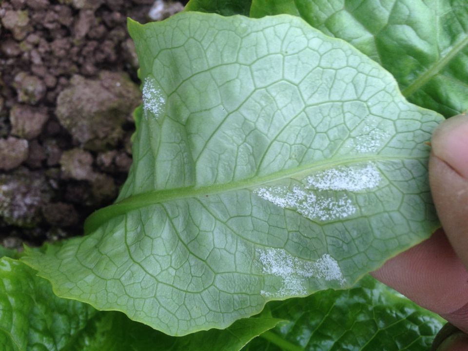  p>莴苣霜霉病又称露菌病,俗称白霜病,白霉病,霜叶病等,是由莴苣盘霜