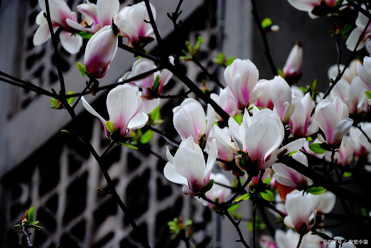 春暖雨润 玉兰花开 描写玉兰花辛夷花的绝美诗词 一起品读吧 百科ta说