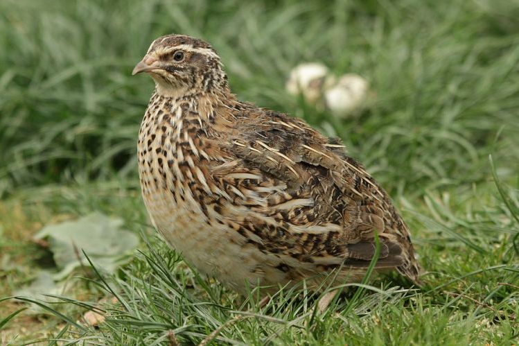  p>鹌鹑(学名: i>coturnix japonica /i>):雉科,鹌鹑属鹑类,体长14-20