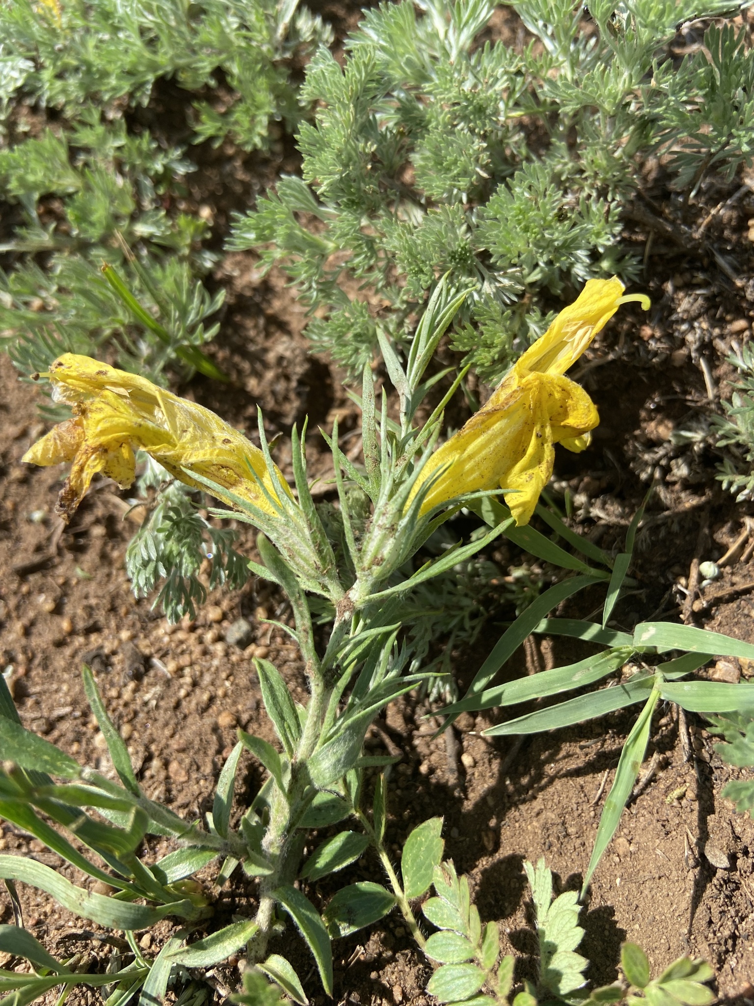 大黄花