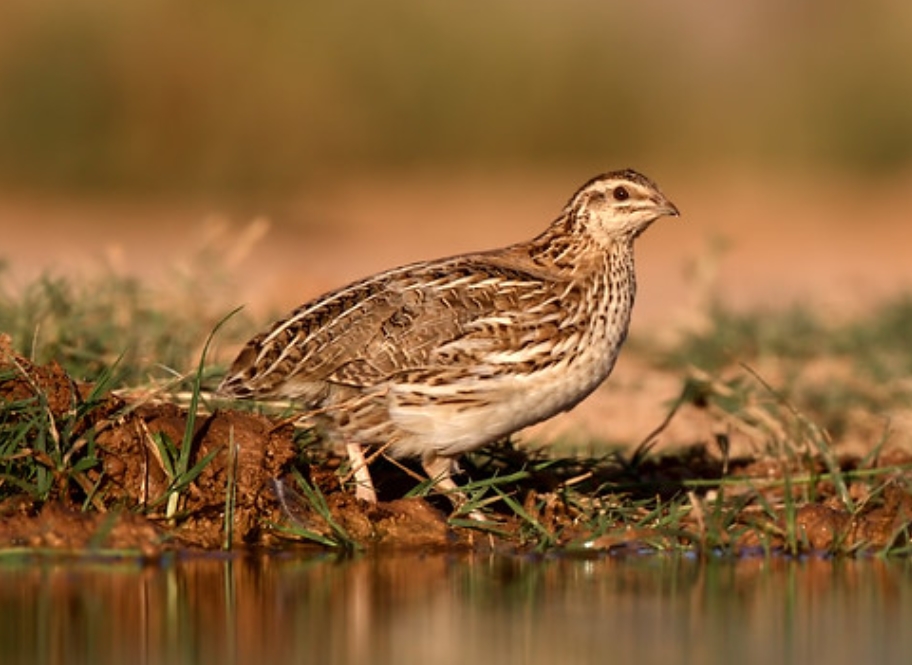  p>西鹌鹑(学名: i>coturnix coturnix /i>):是雉科,鹌鹑属的物种.