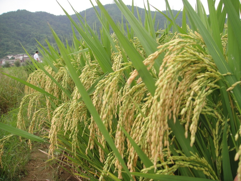 红莲型杂交水稻