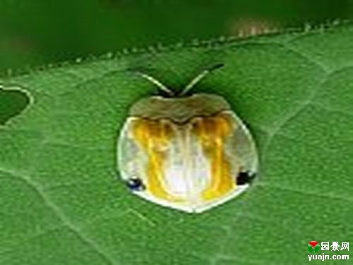  p>泡桐叶甲, i>basiprionota bisignata /i>,为鞘翅目 a target="