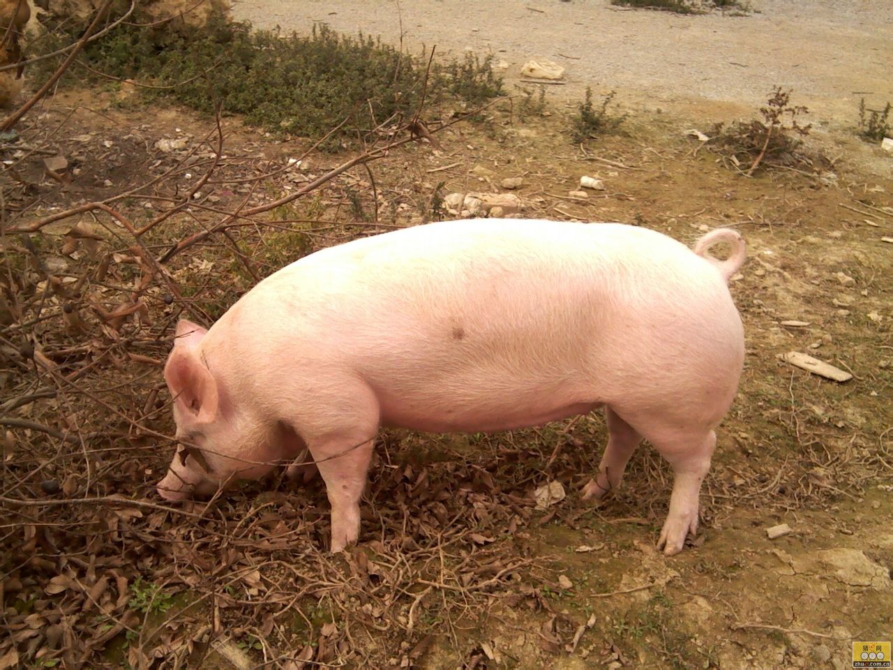  p>斯格猪原产于 a target="_blank" href="