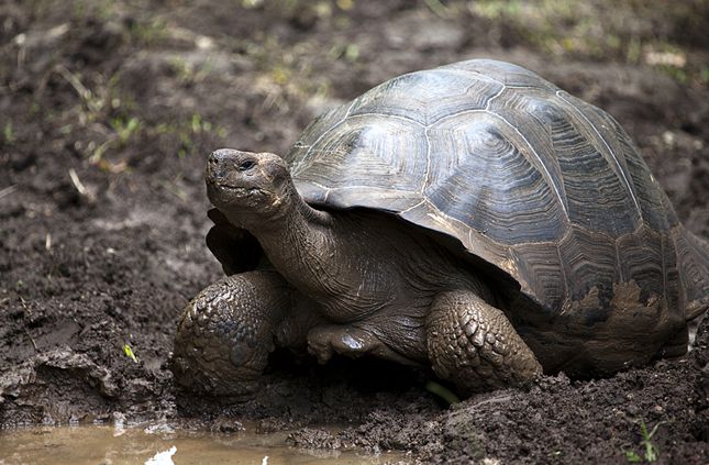  p>加拉帕戈斯象龟(学名: i>chelonoidis  /i>galapagoensis i> /i>