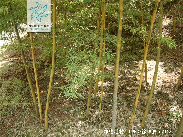 viridisulcata),为美丽的观赏竹种,毛竹是我国栽培悠久,面积最广