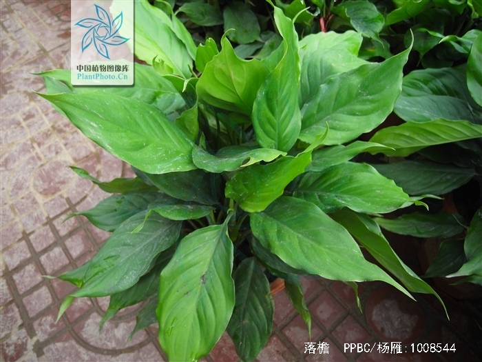 schismatoglottis hainanensis