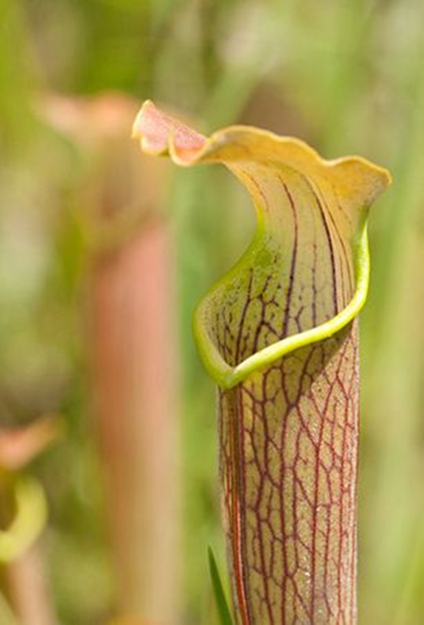  p>红瓶子草(学名: i>sarracenia rubra /i> walt.