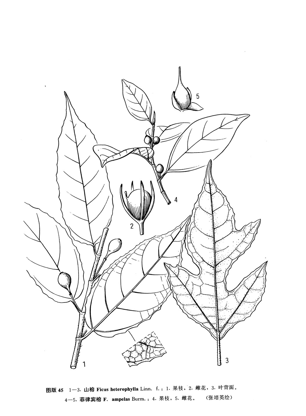 ficus ampelas burm. f.