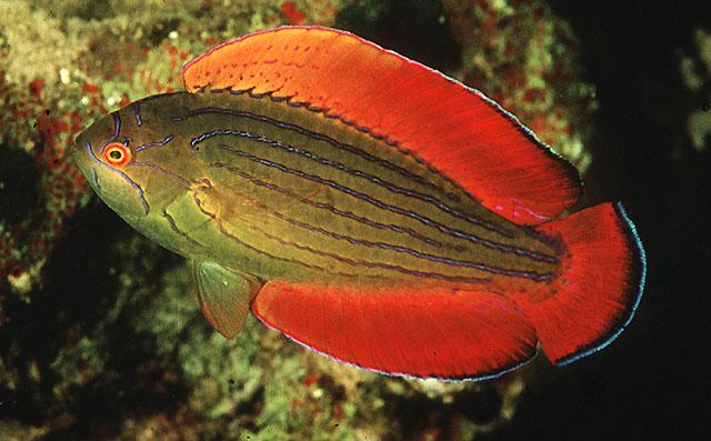 八线彩虹鹦鹉鱼