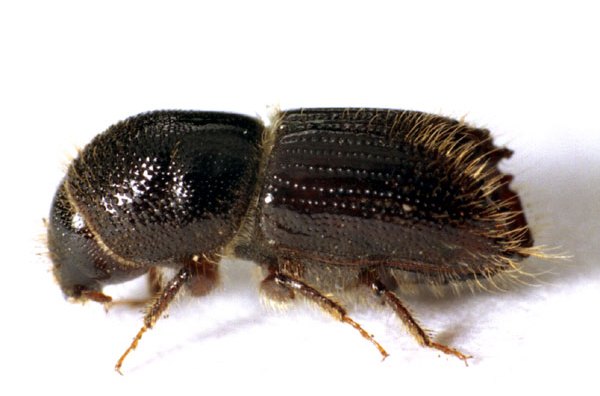  p>云杉八齿小蠹, i>ips typographus /i> linnaeus,鞘翅目