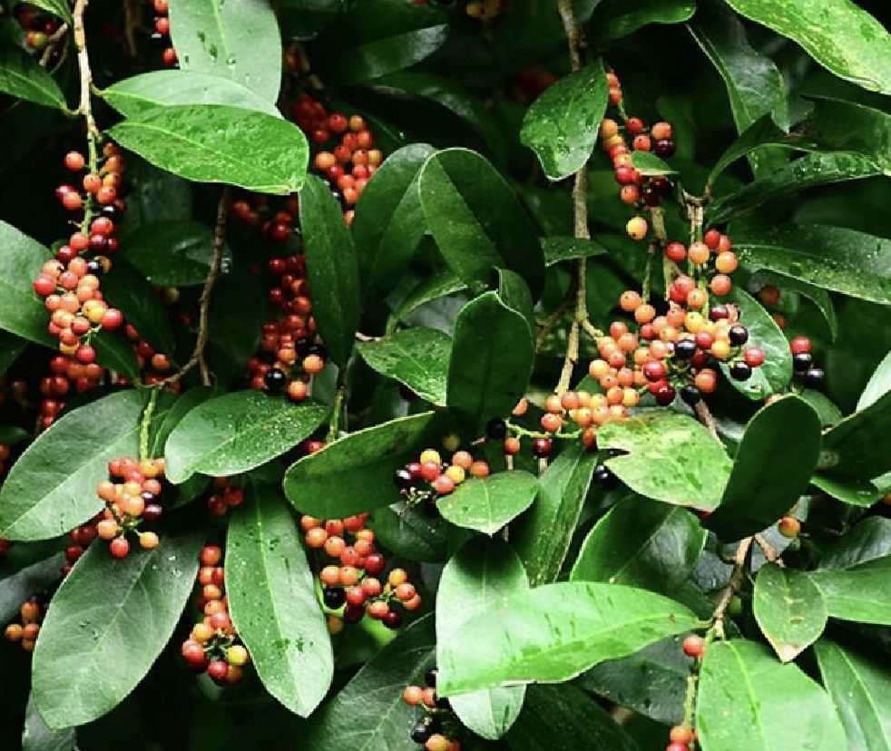五月茶