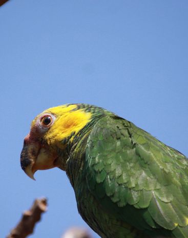  p>黄面鹦鹉(学名:poicephalus flavifrons)是典型的 a href="#" data