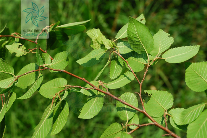 鹅耳枥(原变种)