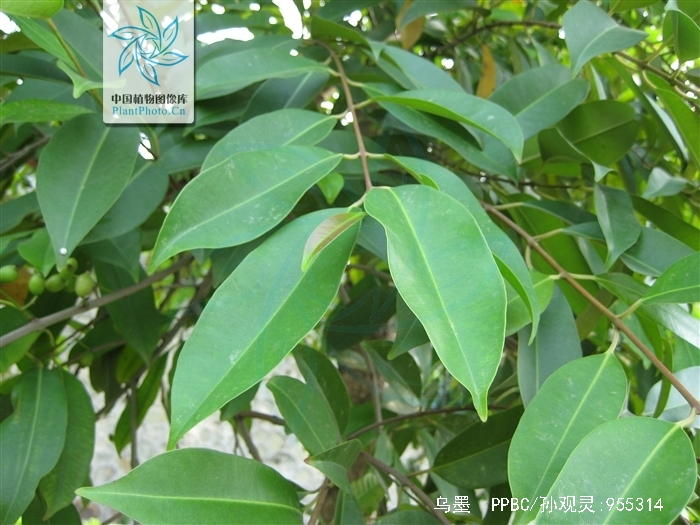  p>海南蒲桃(学名: i>syzygium hainanense /i> chang et miau)是
