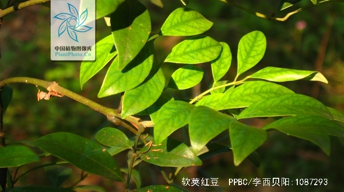  p>软荚红豆(学名: i>ormosia semicastrata /i> hance)是豆科,红豆属