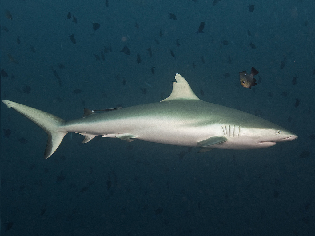 黑尾真鲨