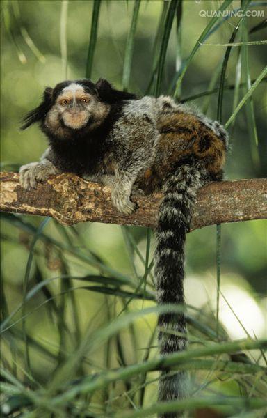  p>狨猴是体型较小的非人灵长类动物,源于巴西东北部,濒临大西洋的