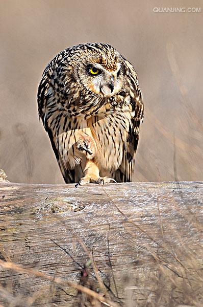 short-eared owl