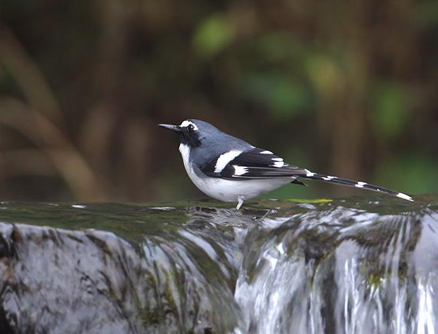 href="#" data-lemmaid="4652090">燕尾 /a>,体长23厘米,雌雄成鸟大体