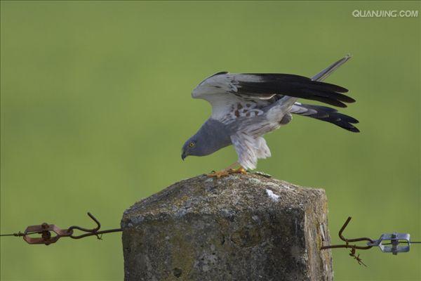  p>乌灰鹞(学名: i>circus pygargus /i>)为隼形目,鹰科鹞属的鸟类.