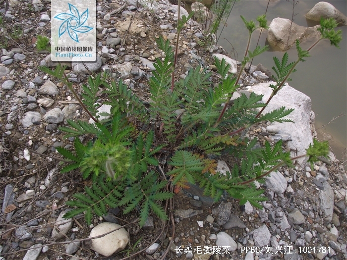 potentilla griffithii var. velutina