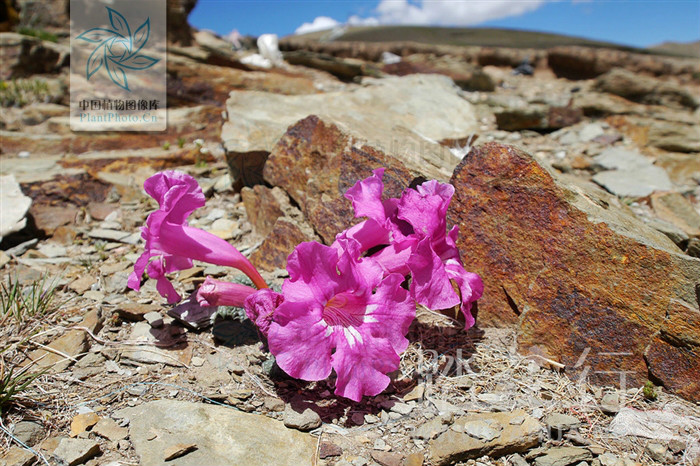  p>藏波罗花为紫葳科矮小宿根草本植物.